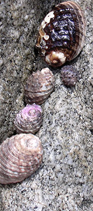 Barbara Trottnow bt medienproduktion - Purpur Schnecke Purpura Pansa Mexiko